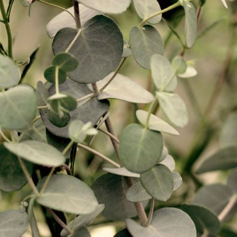 Eucalyptus & Mint